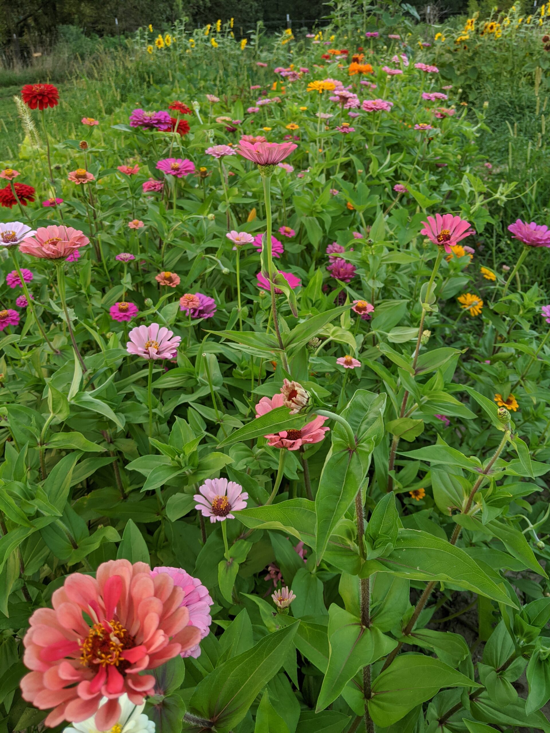 Growing a Zinnia Patch